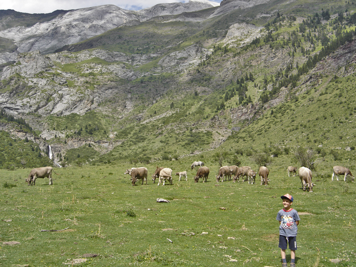Parque Nacional de Ordesa y Monte Perdido - Vacas en la Larri